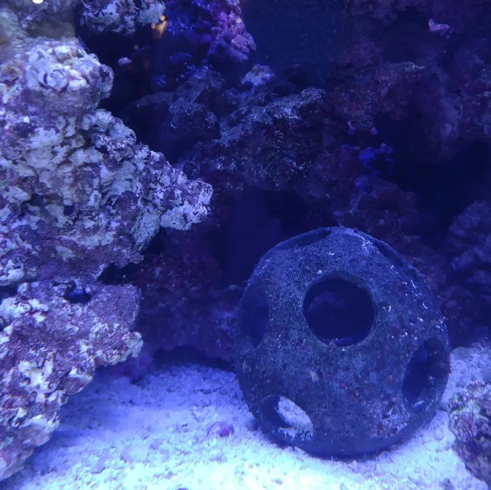 Fishtank/Aquarium
